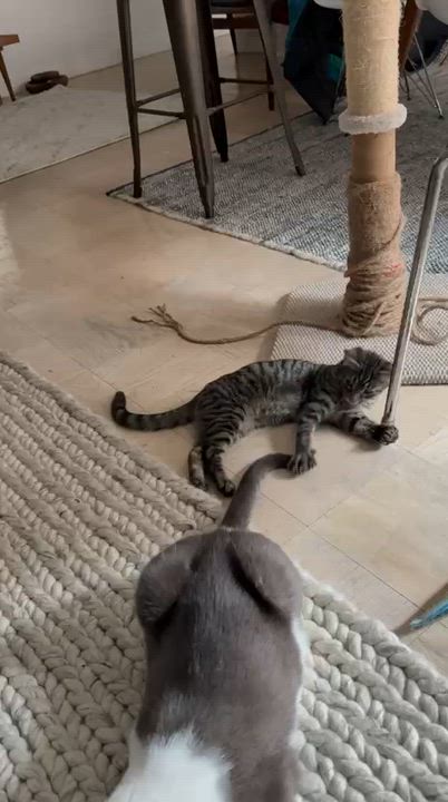 Enlarge Pee Wee, a ADOPTABLE American Shorthair in New York, NY video 6/6