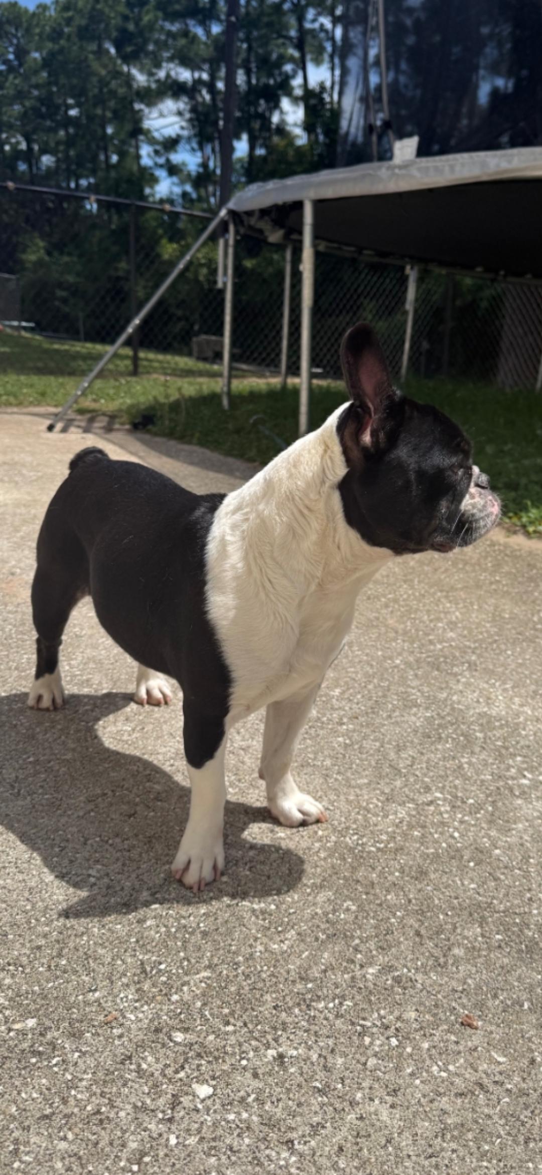 Pixie, ADOPTABLE, Adult Female French Bulldog & Boston Terrier.