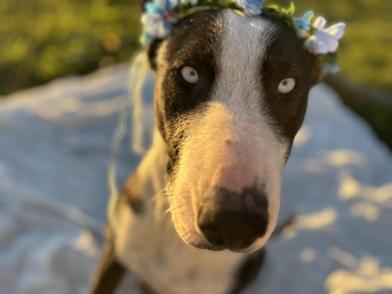 Riley — thumbnail 2