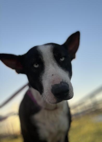 Riley — thumbnail 3