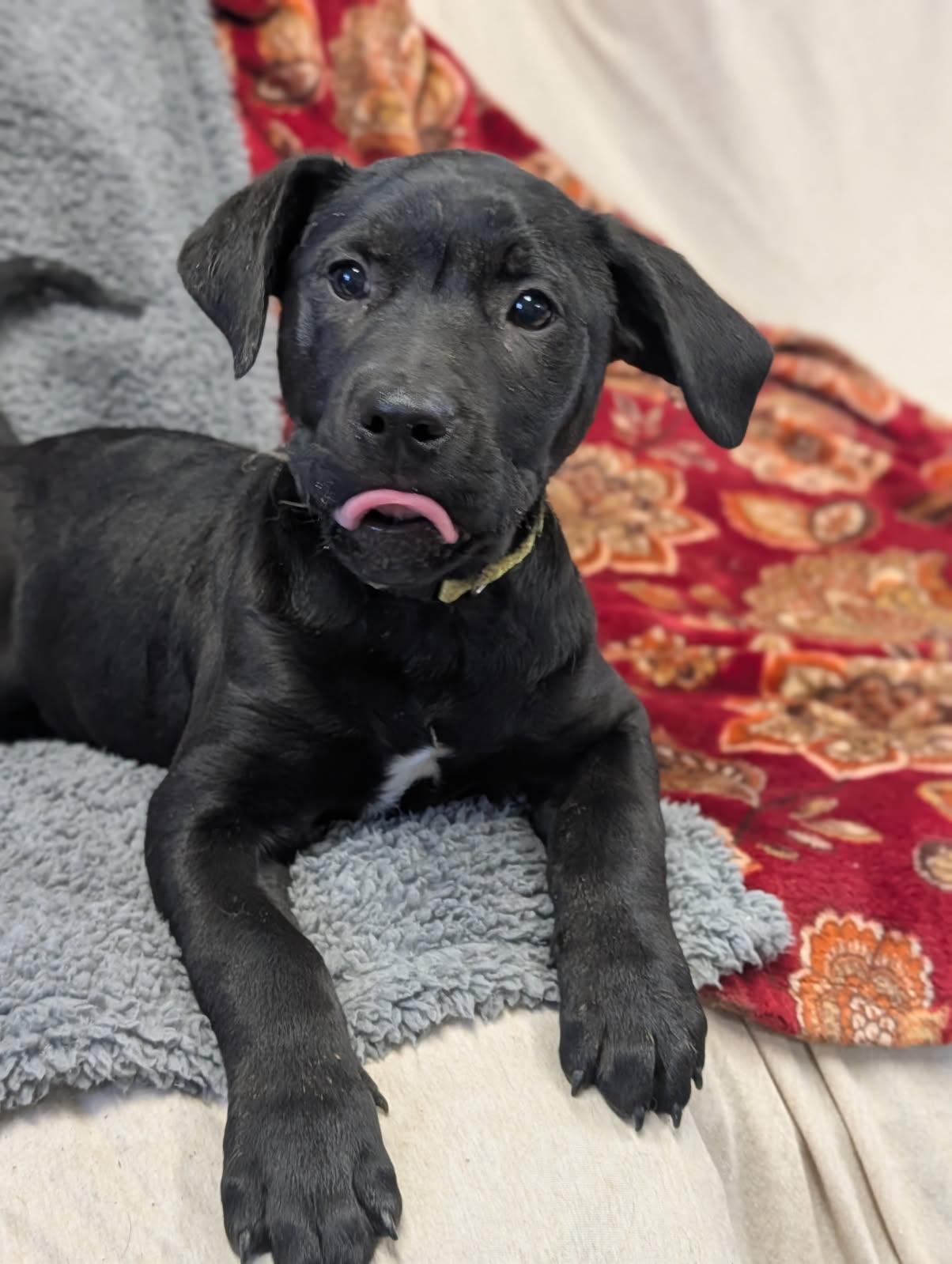 Melody, ADOPTABLE, Puppy Female Labrador Retriever.