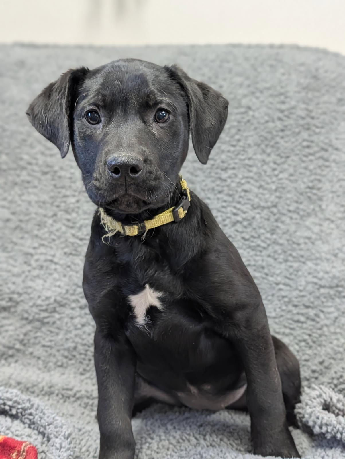 Enlarge Melody, a ADOPTABLE Labrador Retriever in Blytheville, AR image 2/4