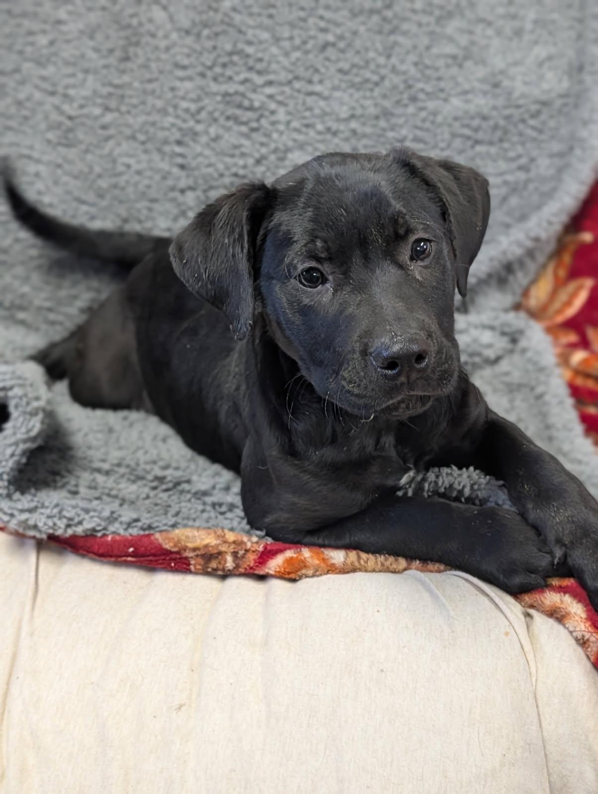 Enlarge Melody, a ADOPTABLE Labrador Retriever in Blytheville, AR image 4/4