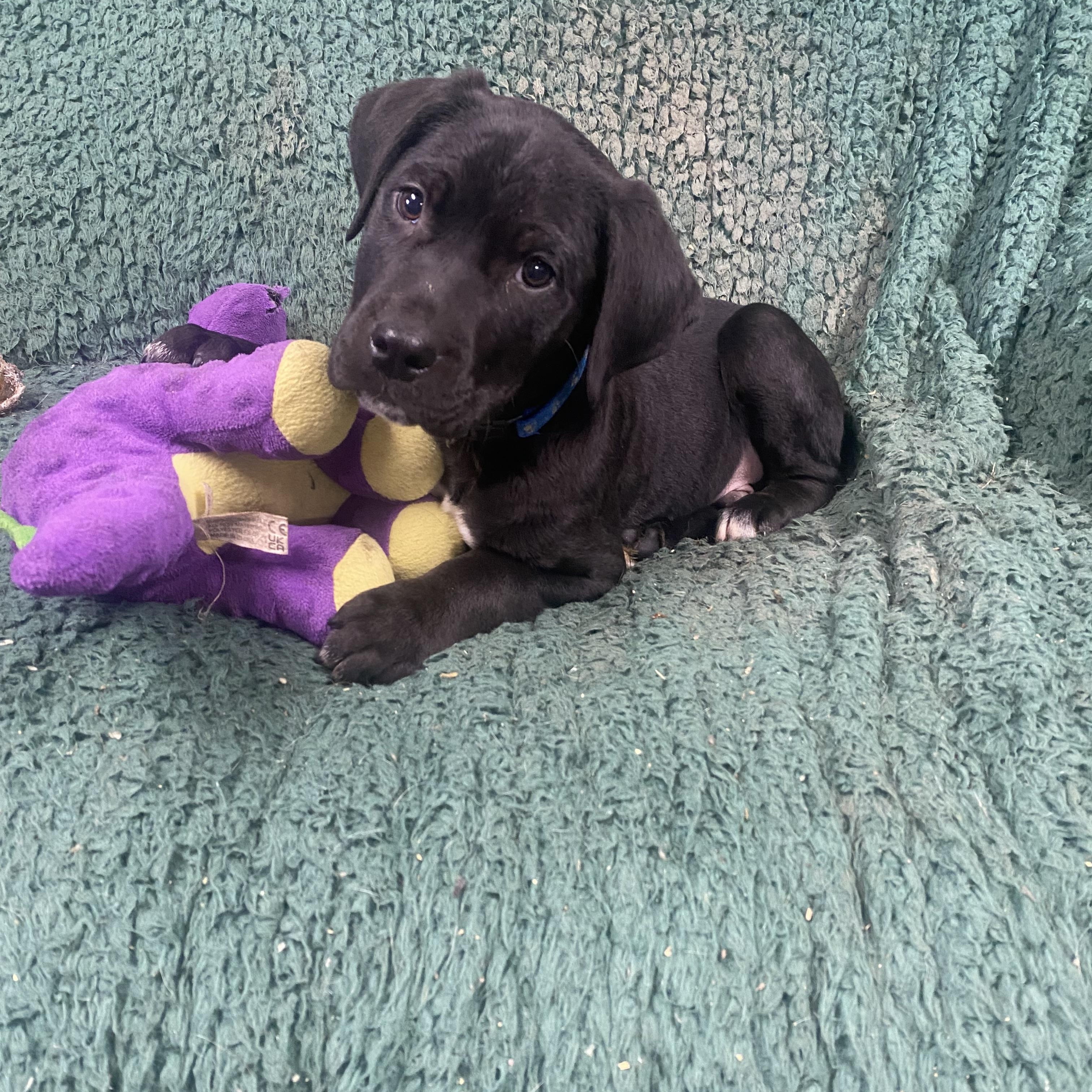 Enlarge Missy, a ADOPTABLE Labrador Retriever in Blytheville, AR image 1/2