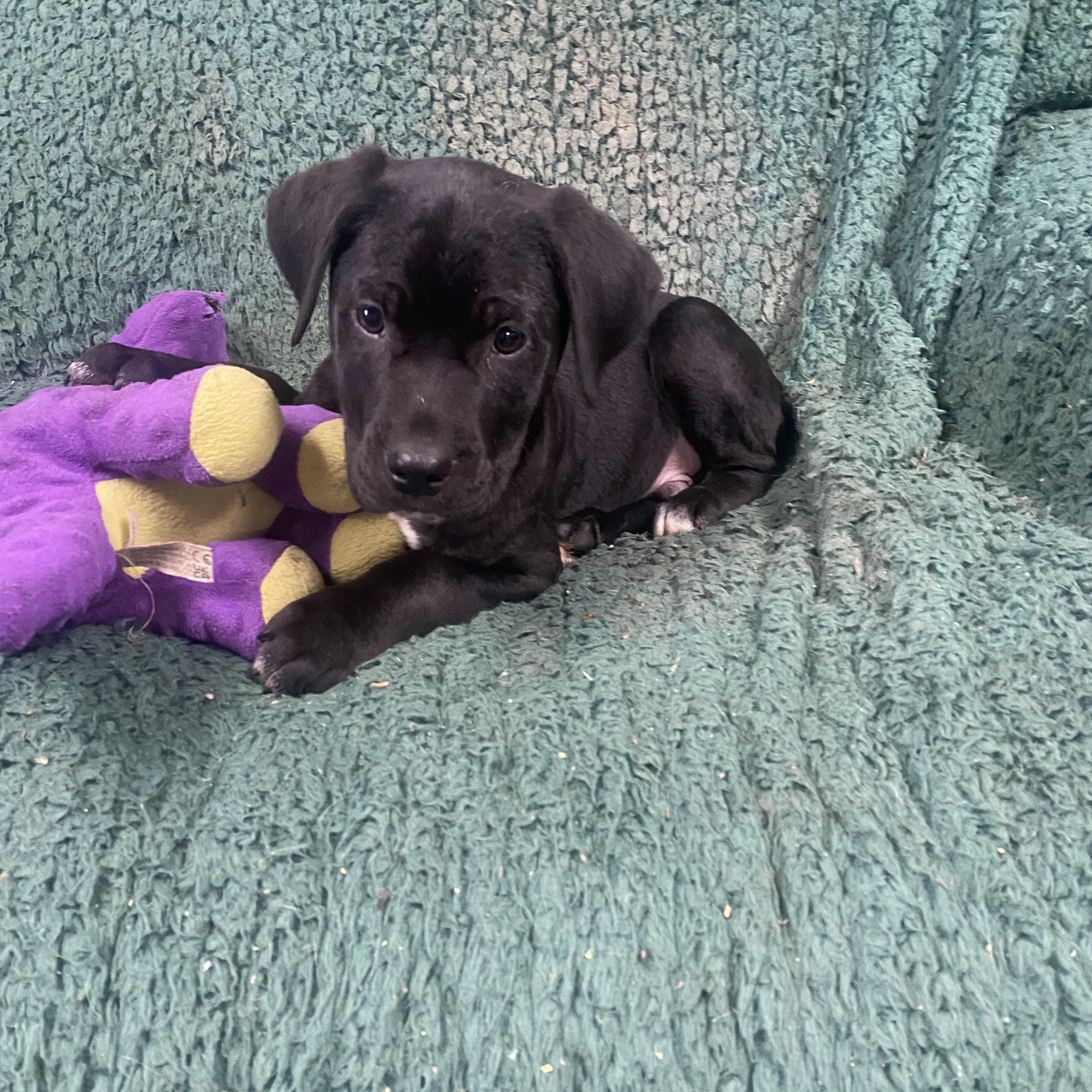 Enlarge Missy, a ADOPTABLE Labrador Retriever in Blytheville, AR image 2/2
