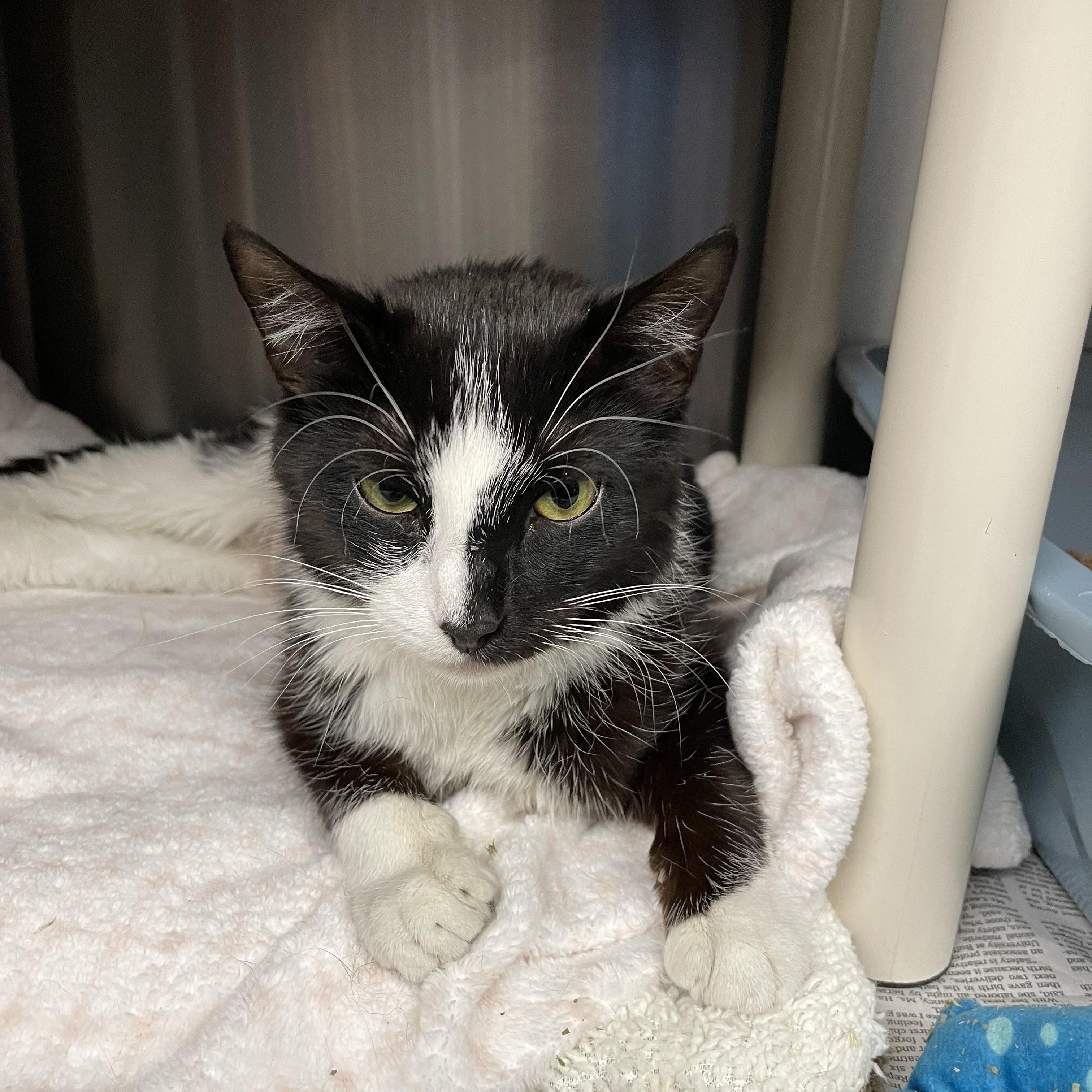 Enlarge Mary Jane, a ADOPTABLE American Shorthair in North Kingstown, RI image 2/5
