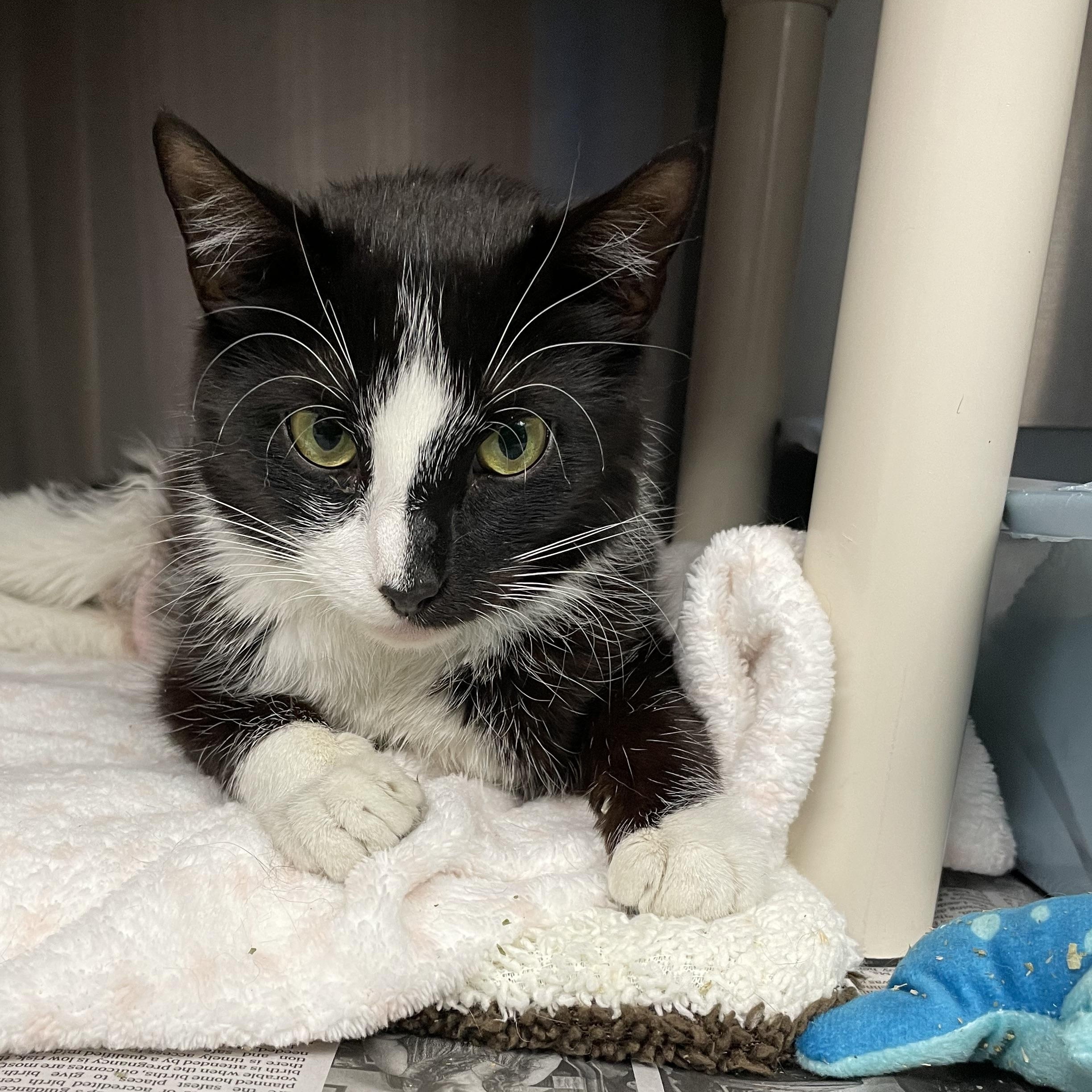 Enlarge Mary Jane, a ADOPTABLE American Shorthair in North Kingstown, RI image 5/5