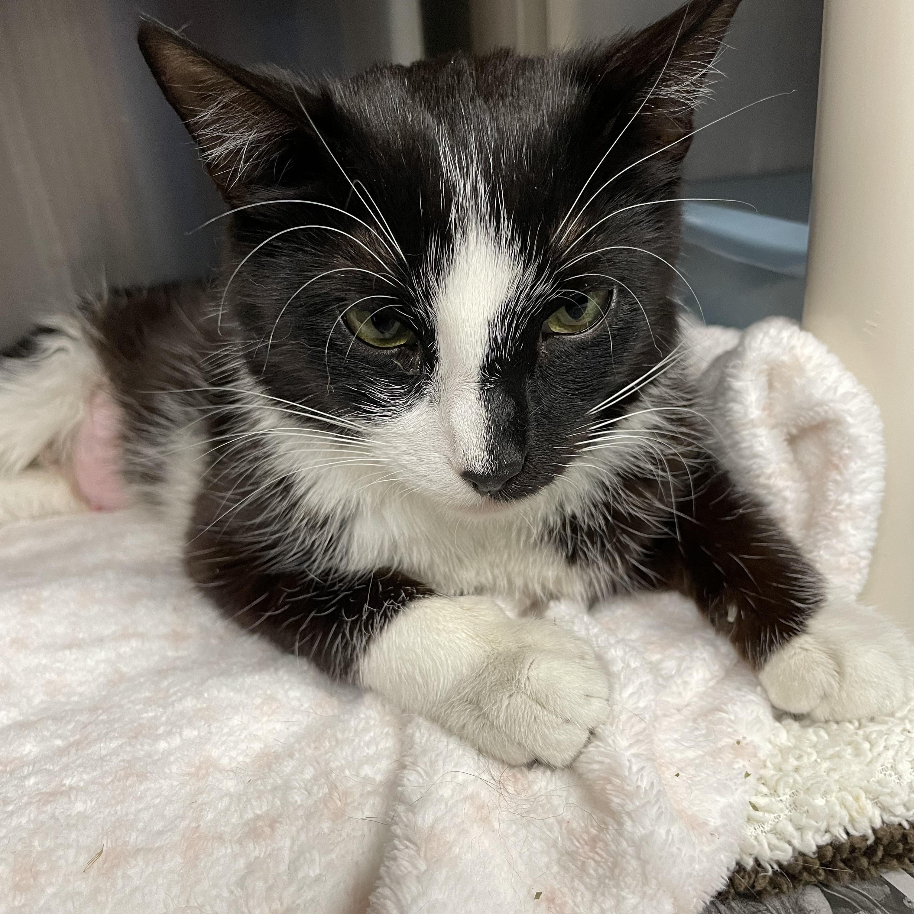 Enlarge Mary Jane, a ADOPTABLE American Shorthair in North Kingstown, RI image 4/5