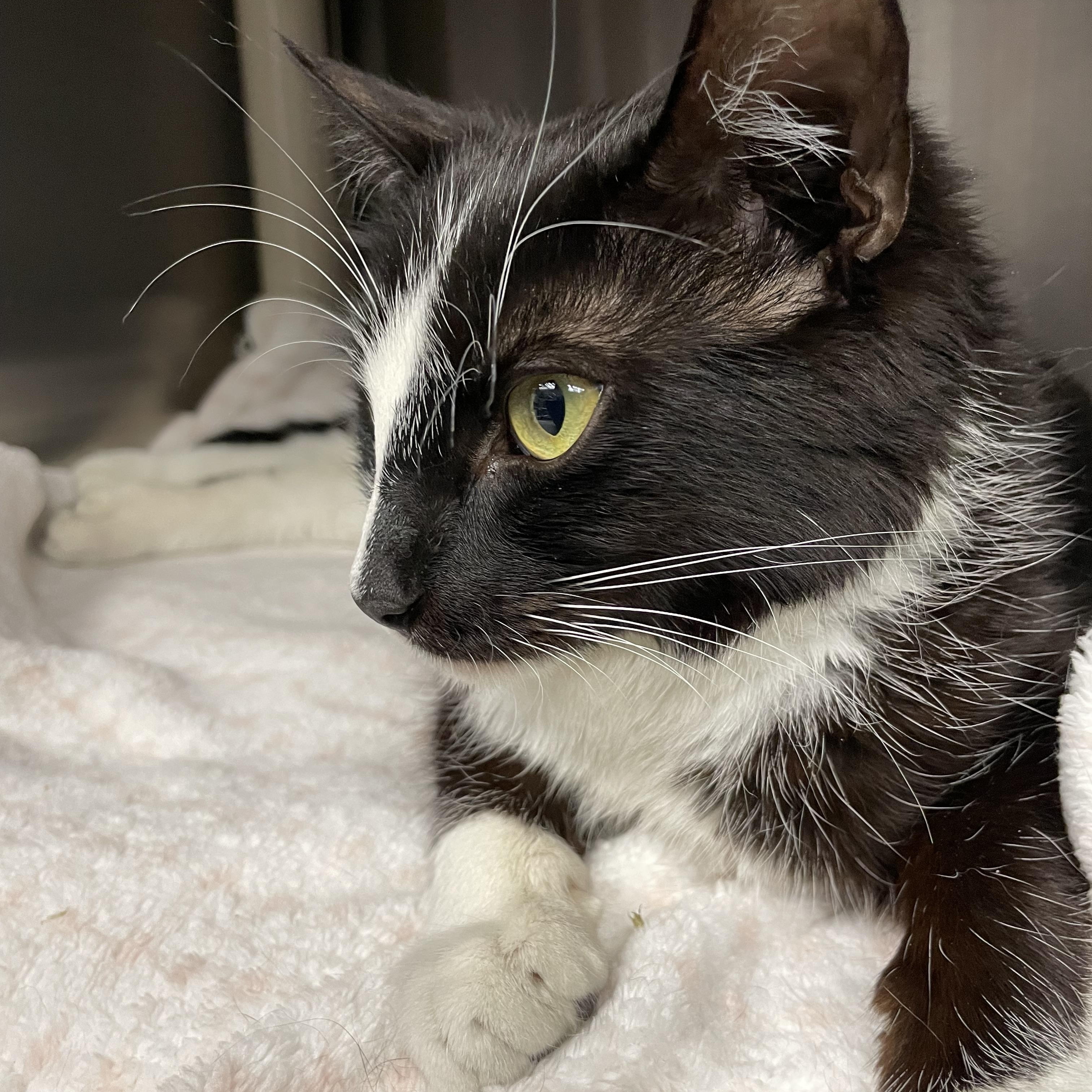 Enlarge Mary Jane, a ADOPTABLE American Shorthair in North Kingstown, RI image 1/5