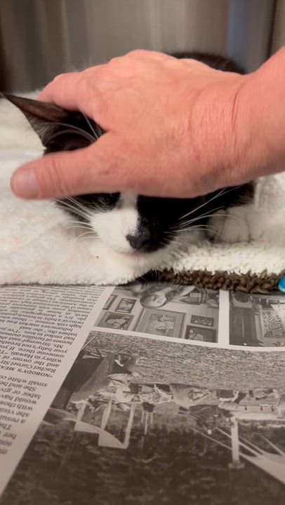 Enlarge Mary Jane, a ADOPTABLE American Shorthair in North Kingstown, RI video 3/5
