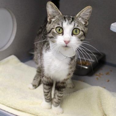 Malory, Adoptable, Young Female Domestic Short Hair.