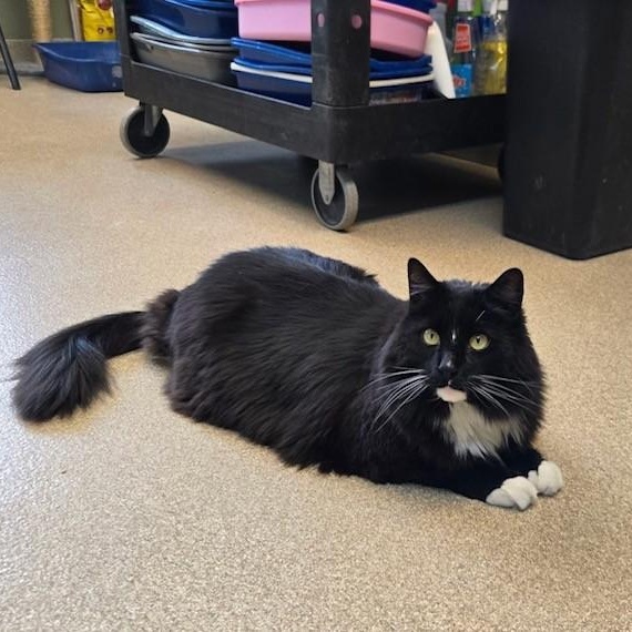 Binx, adopted, Adult Male Domestic Long Hair.