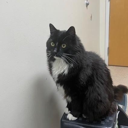 Binx, an adopted Domestic Long Hair in Attleboro, MA image 2/3