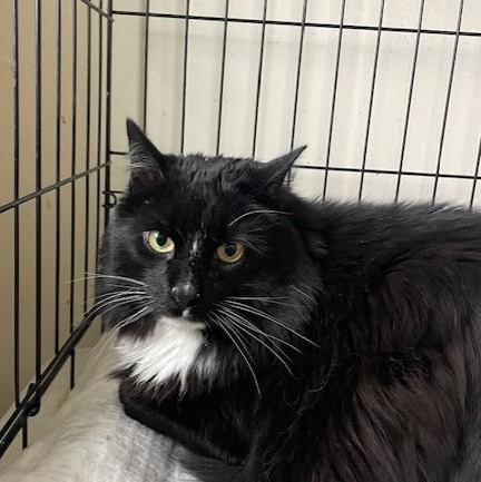 Binx, an adopted Domestic Long Hair in Attleboro, MA image 3/3