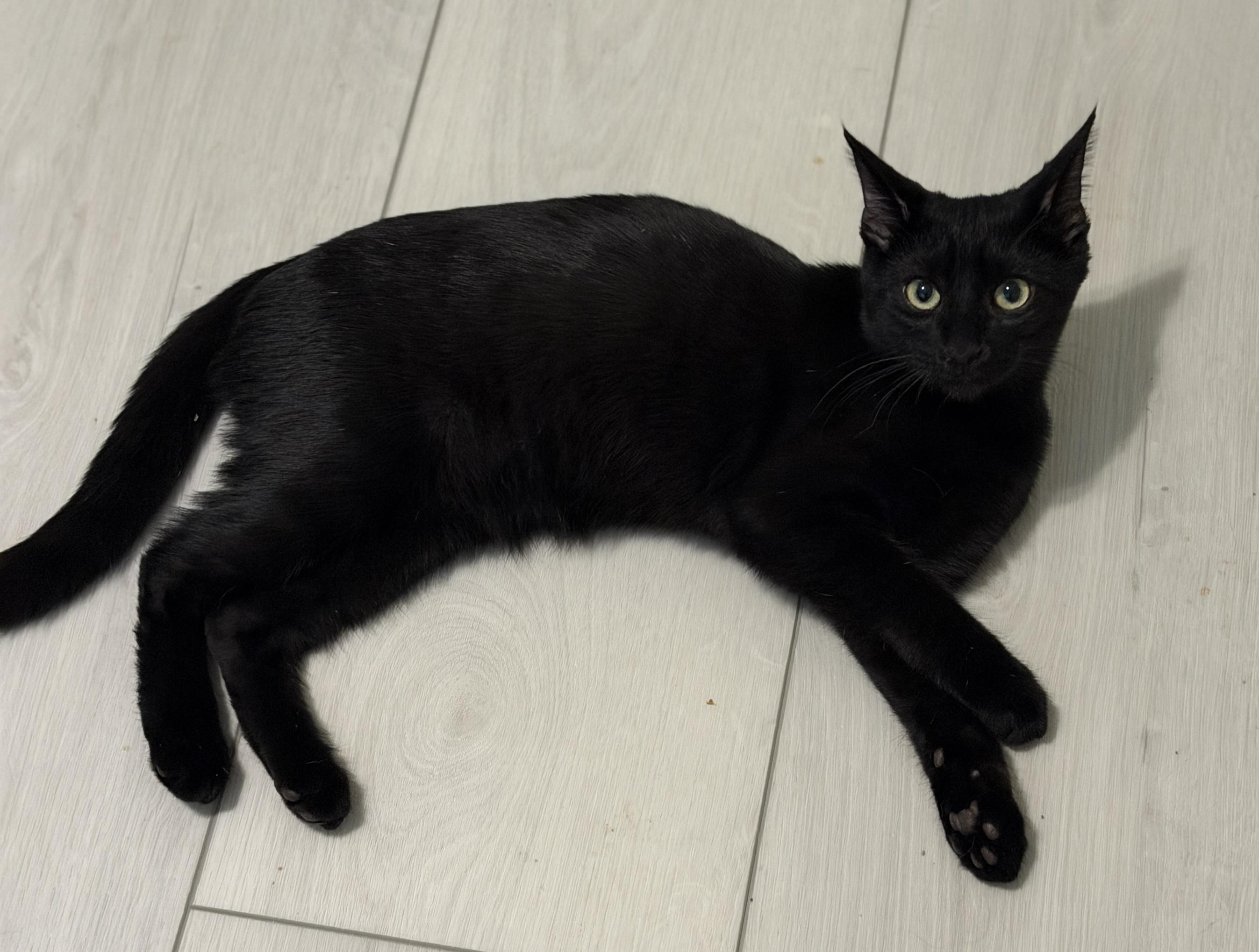 Toothless, an adopted mixed breed in Youngtown, AZ image 2/3