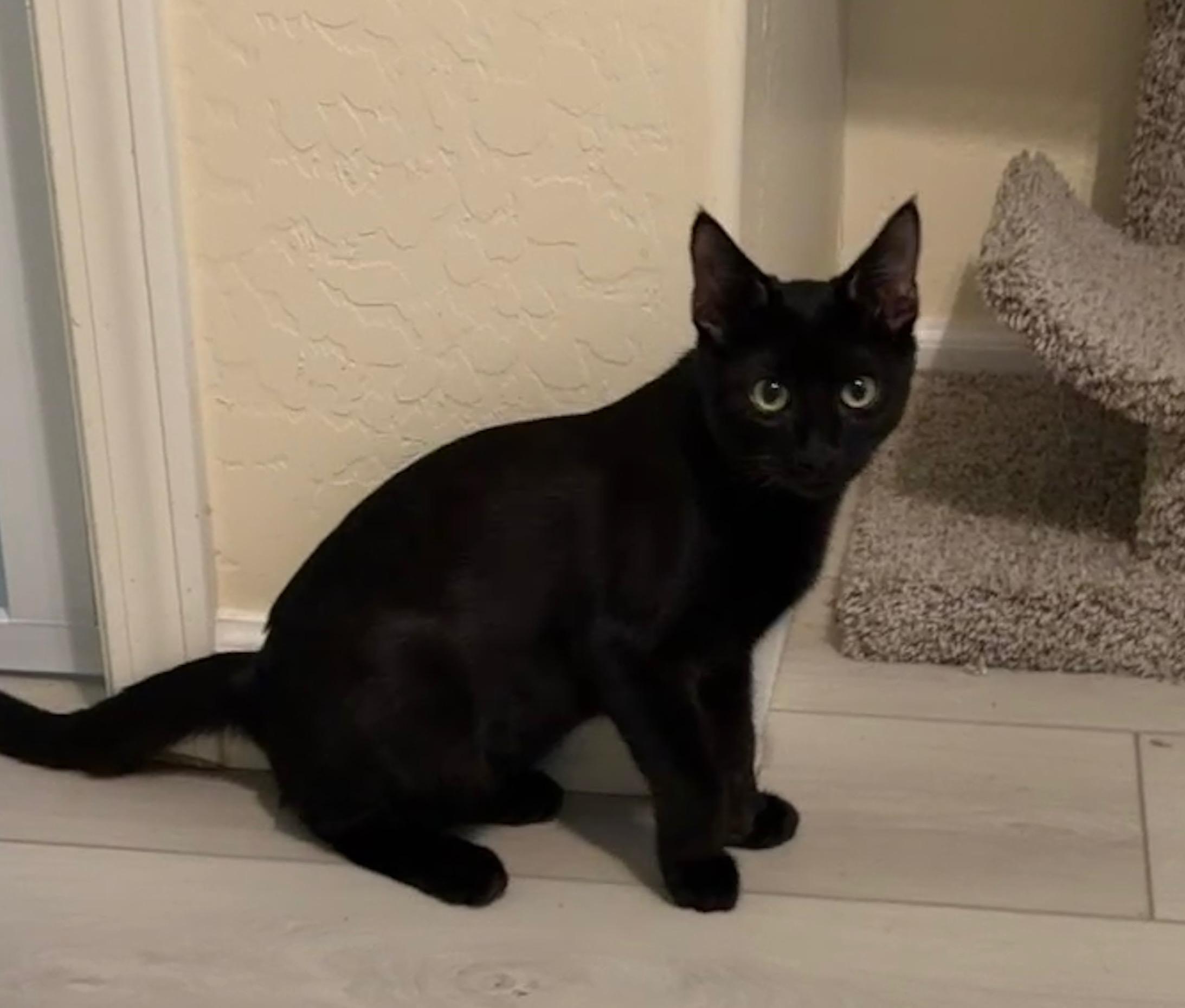 Toothless, an adopted mixed breed in Youngtown, AZ image 3/3