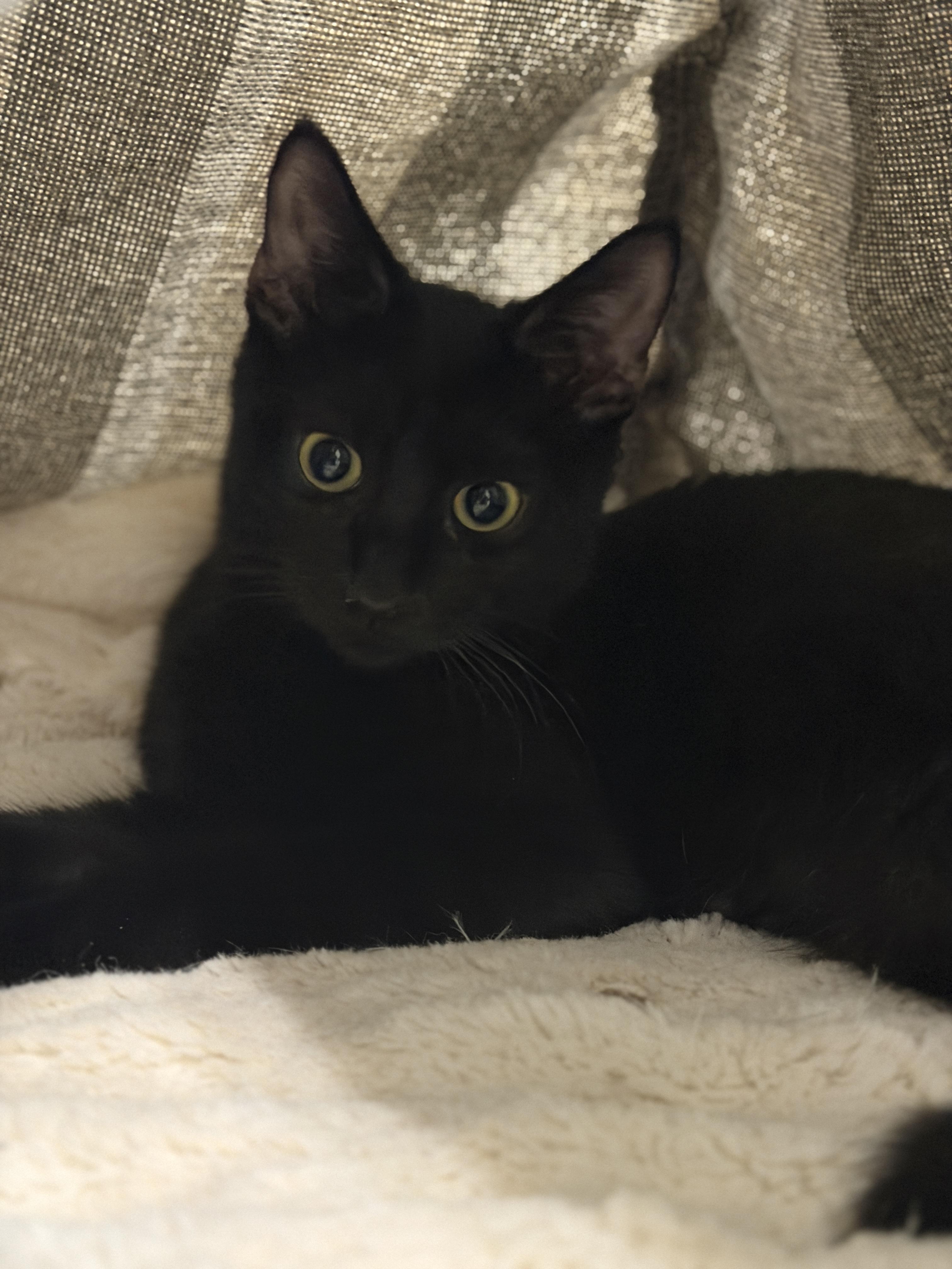 Toothless, adopted, Kitten Male Domestic Short Hair.