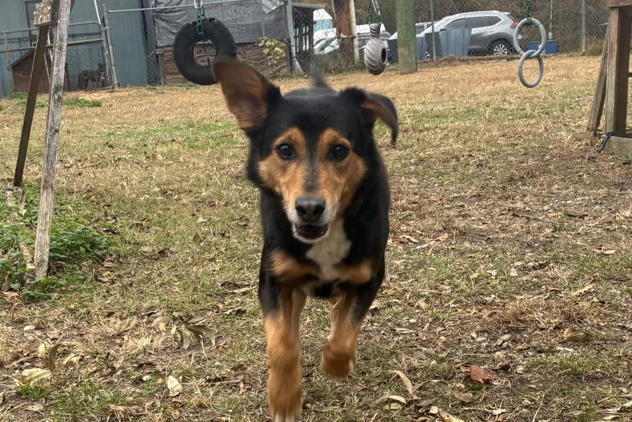 Enlarge Romeo, a Adoptable mixed breed in Anniston, AL image 6/6