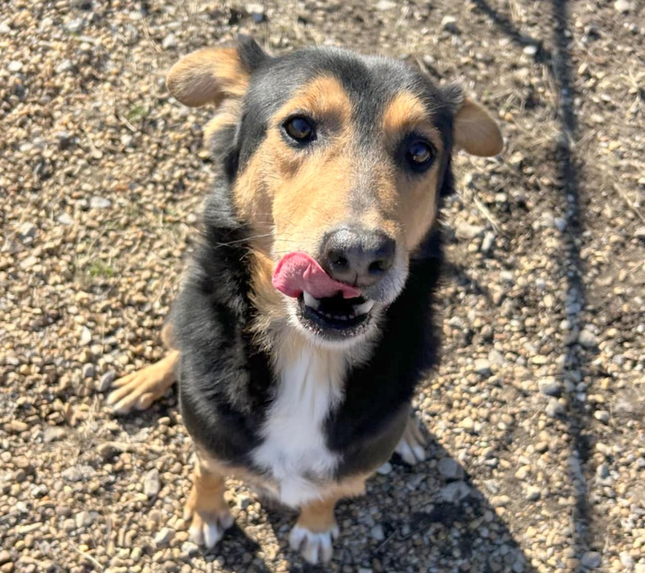 Enlarge Romeo, a Adoptable mixed breed in Anniston, AL image 5/6