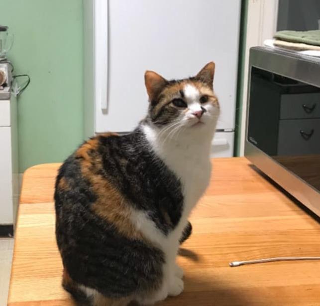 Mama Girl - sponsored!, Adoptable, Senior Female Domestic Short Hair.