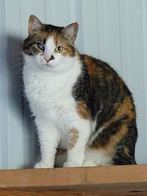 Enlarge Mama Girl - sponsored!, a Adoptable Domestic Short Hair in Monterey, VA image 5/6