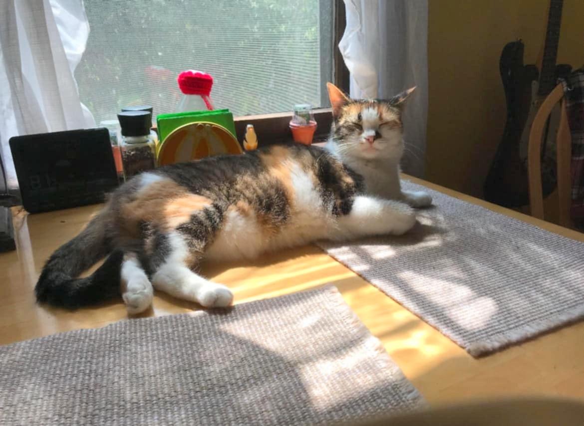 Enlarge Mama Girl - sponsored!, a Adoptable Domestic Short Hair in Monterey, VA image 2/6