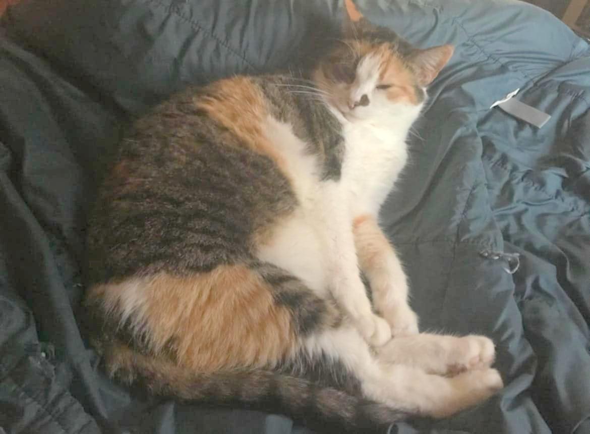 Enlarge Mama Girl - sponsored!, a Adoptable Domestic Short Hair in Monterey, VA image 3/6