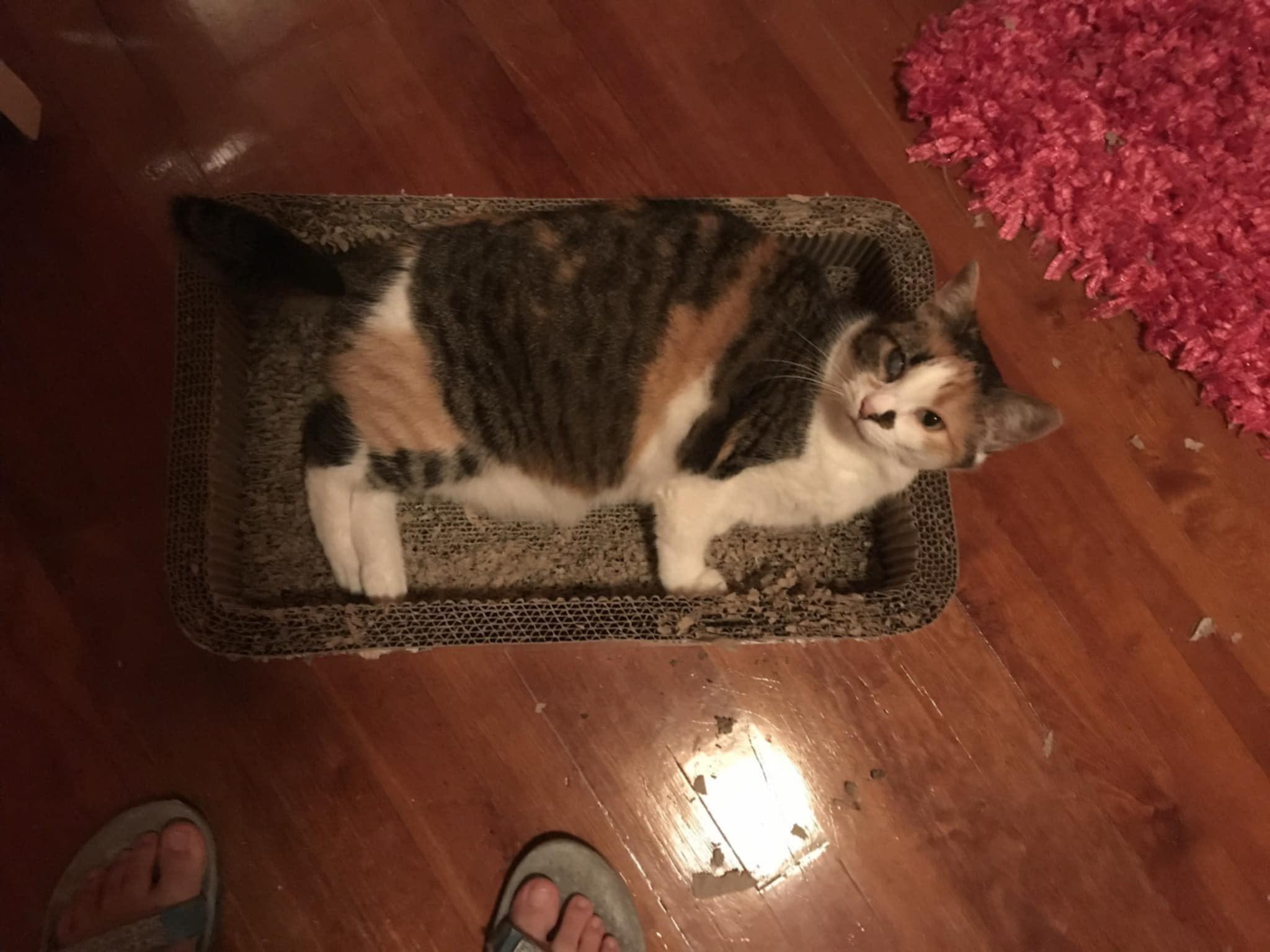 Enlarge Mama Girl - sponsored!, a Adoptable Domestic Short Hair in Monterey, VA image 4/6