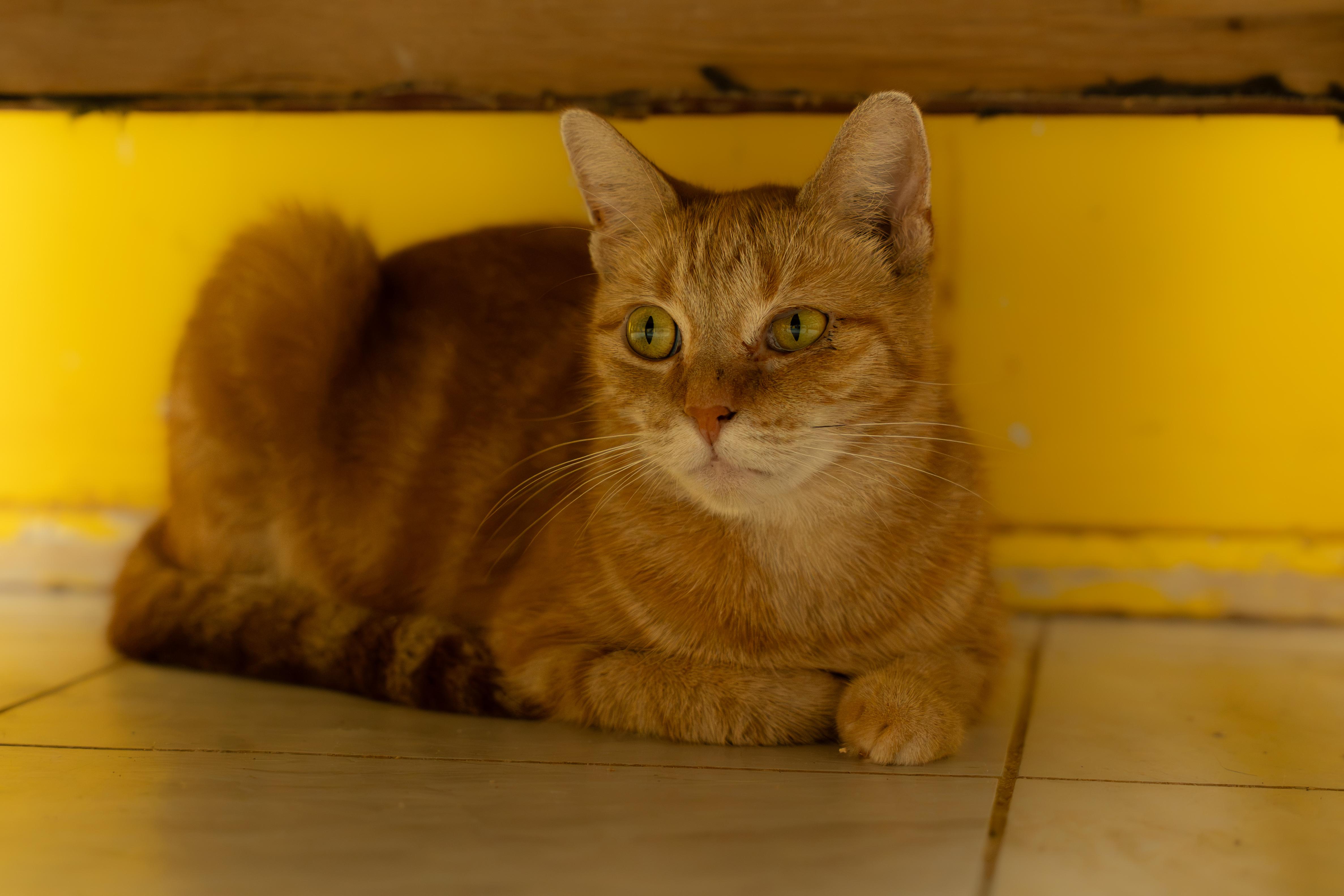 Enlarge Julia, a Adoptable mixed breed in Owensboro, KY image 3/5
