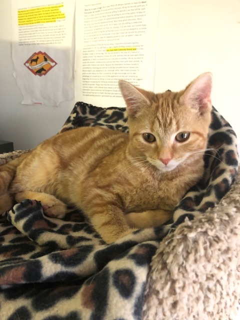 Julia, Adoptable, Young Female Tabby.