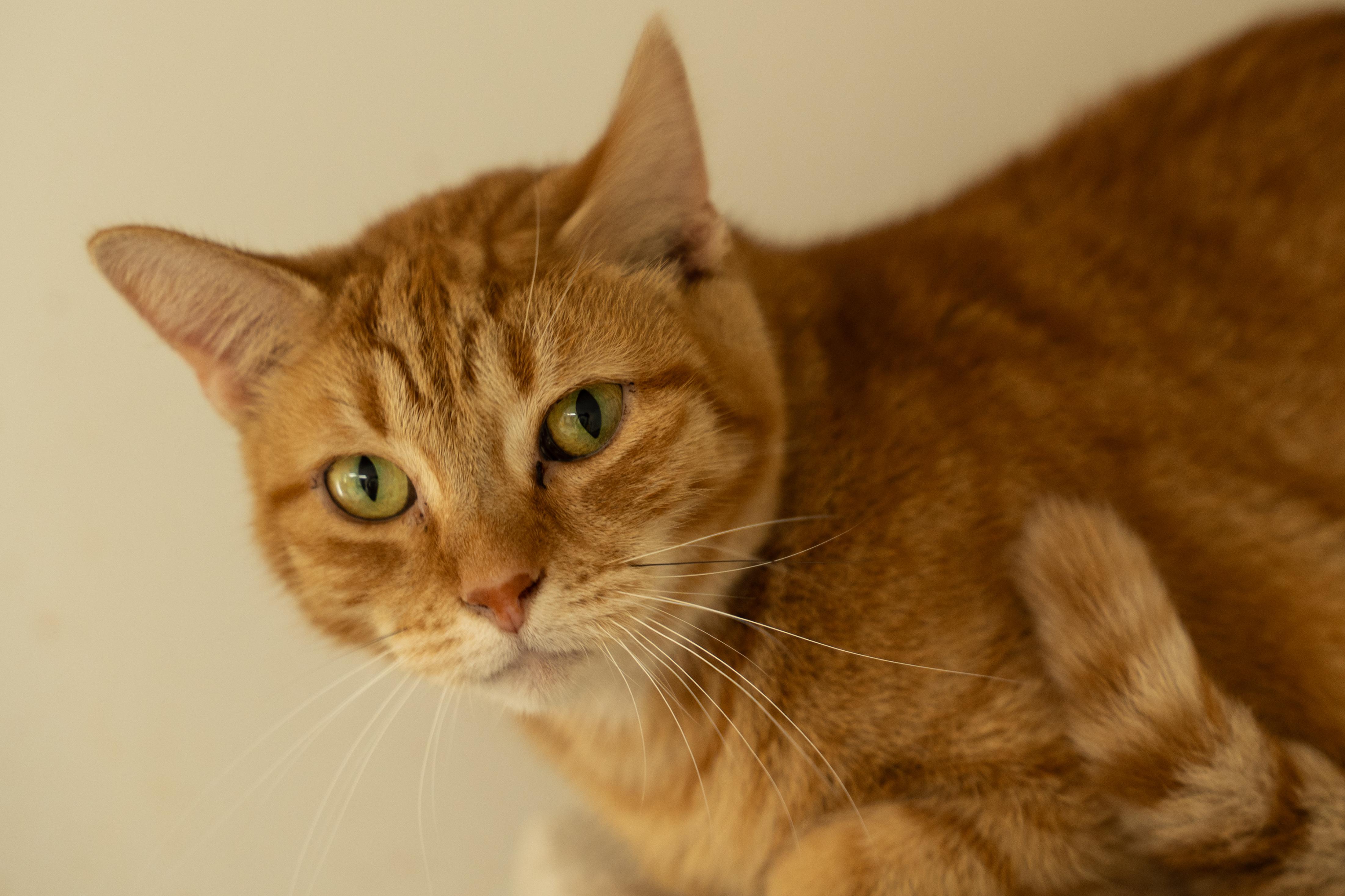 Julia, Adoptable, Adult Female Tabby.