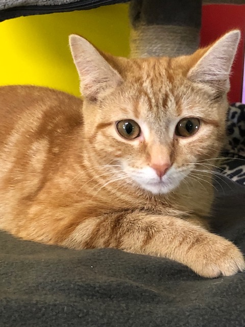 Enlarge Julia, a Adoptable mixed breed in Owensboro, KY image 3/12