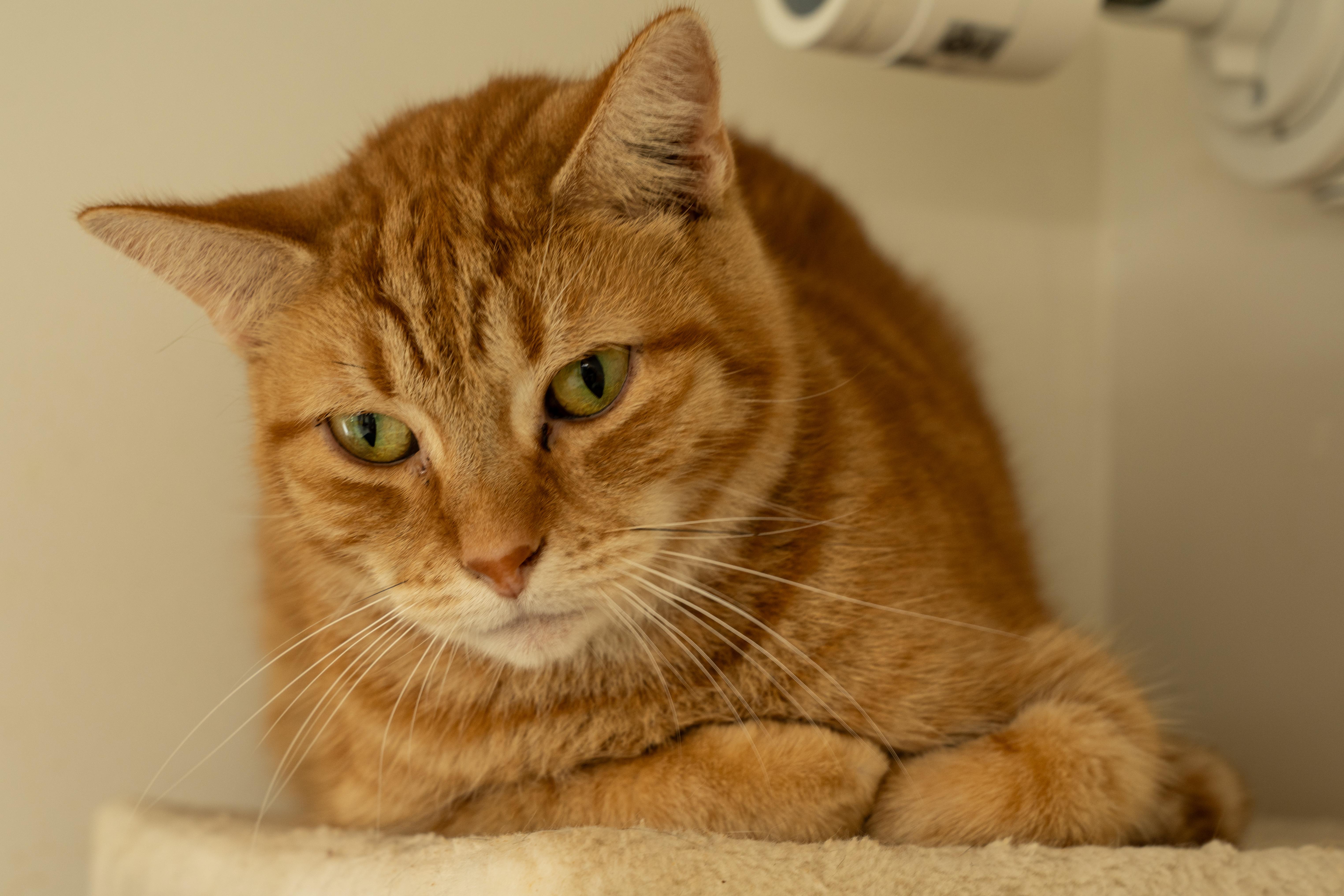 Enlarge Julia, a Adoptable mixed breed in Owensboro, KY image 4/5