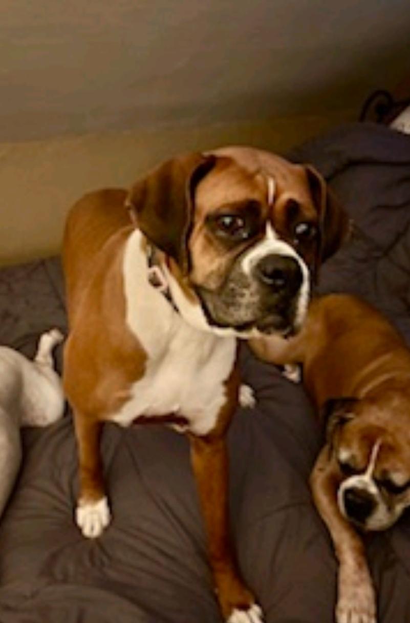 Brooklynne-boxer