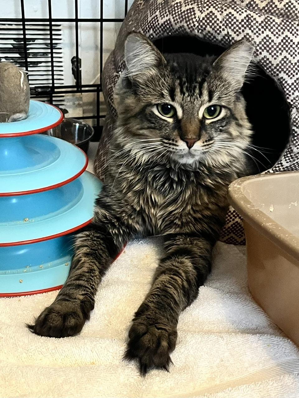 Enlarge Fluffy MUST BE ADOPTED AS A BUDDY CAT, a ADOPTABLE Domestic Medium Hair in Toronto, ON image 2/6
