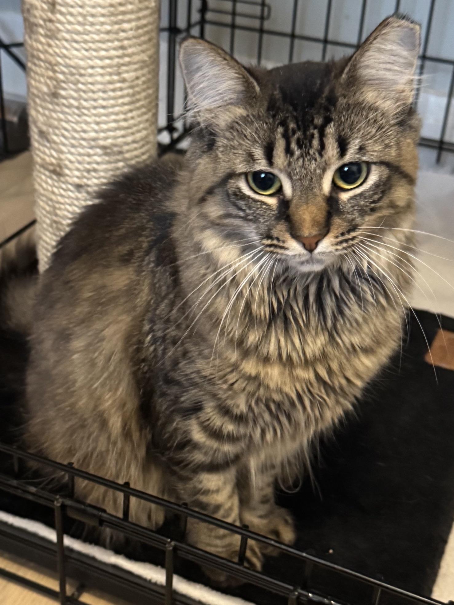 Enlarge Fluffy MUST BE ADOPTED AS A BUDDY CAT, a ADOPTABLE Domestic Medium Hair in Toronto, ON image 3/6
