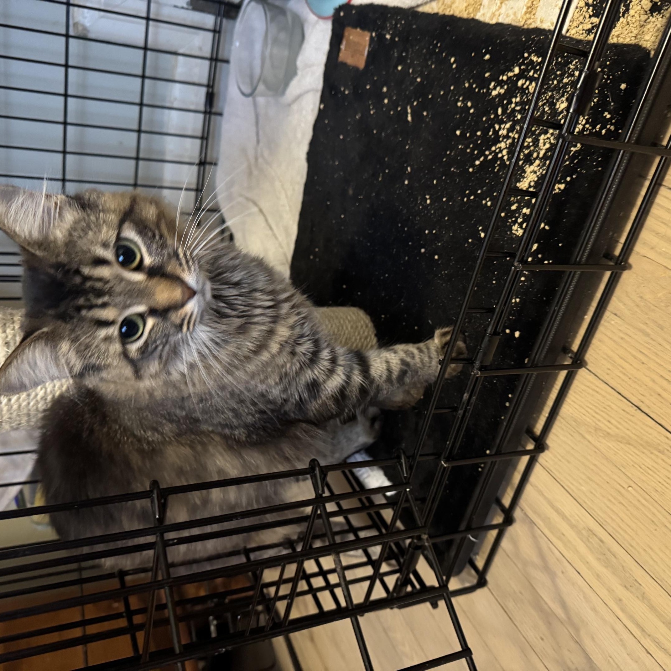 Enlarge Fluffy MUST BE ADOPTED AS A BUDDY CAT, a ADOPTABLE Domestic Medium Hair in Toronto, ON image 6/6