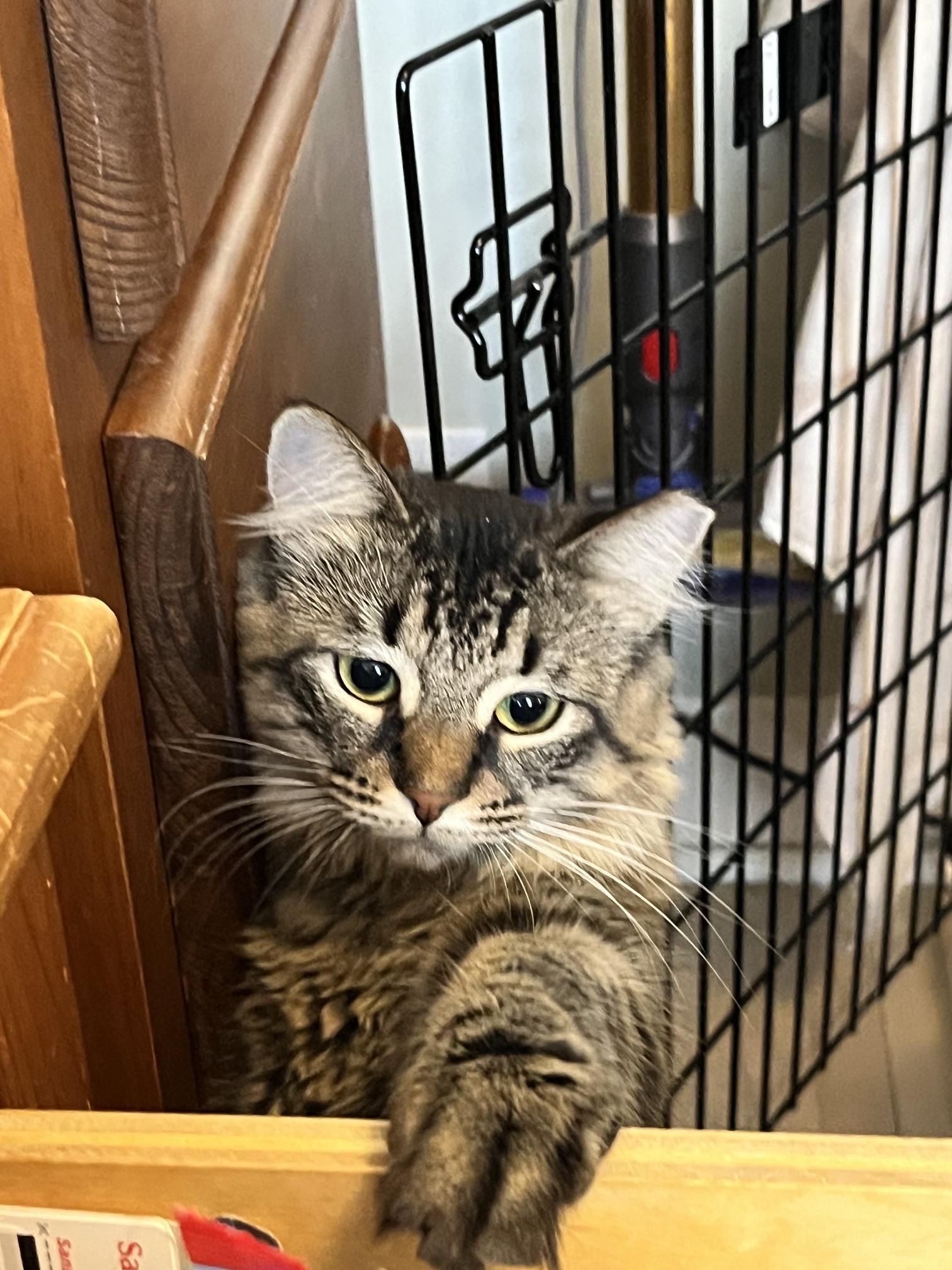 Enlarge Fluffy MUST BE ADOPTED AS A BUDDY CAT, a ADOPTABLE Domestic Medium Hair in Toronto, ON image 4/6