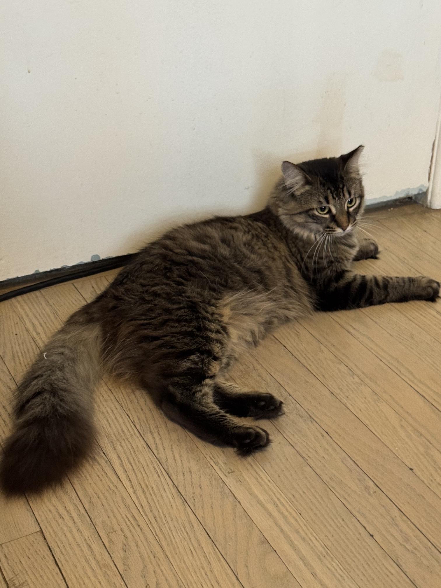 Enlarge Fluffy MUST BE ADOPTED AS A BUDDY CAT, a ADOPTABLE Domestic Medium Hair in Toronto, ON image 5/6