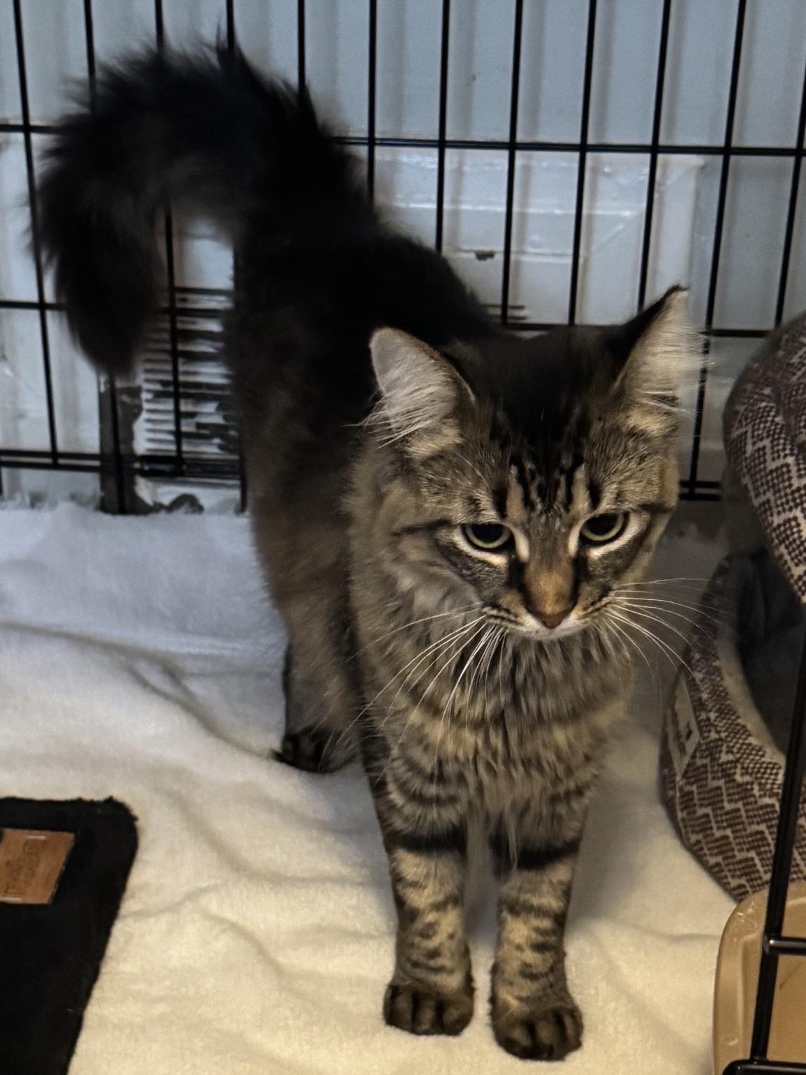 Enlarge Fluffy MUST BE ADOPTED AS A BUDDY CAT, a ADOPTABLE Domestic Medium Hair in Toronto, ON image 1/6