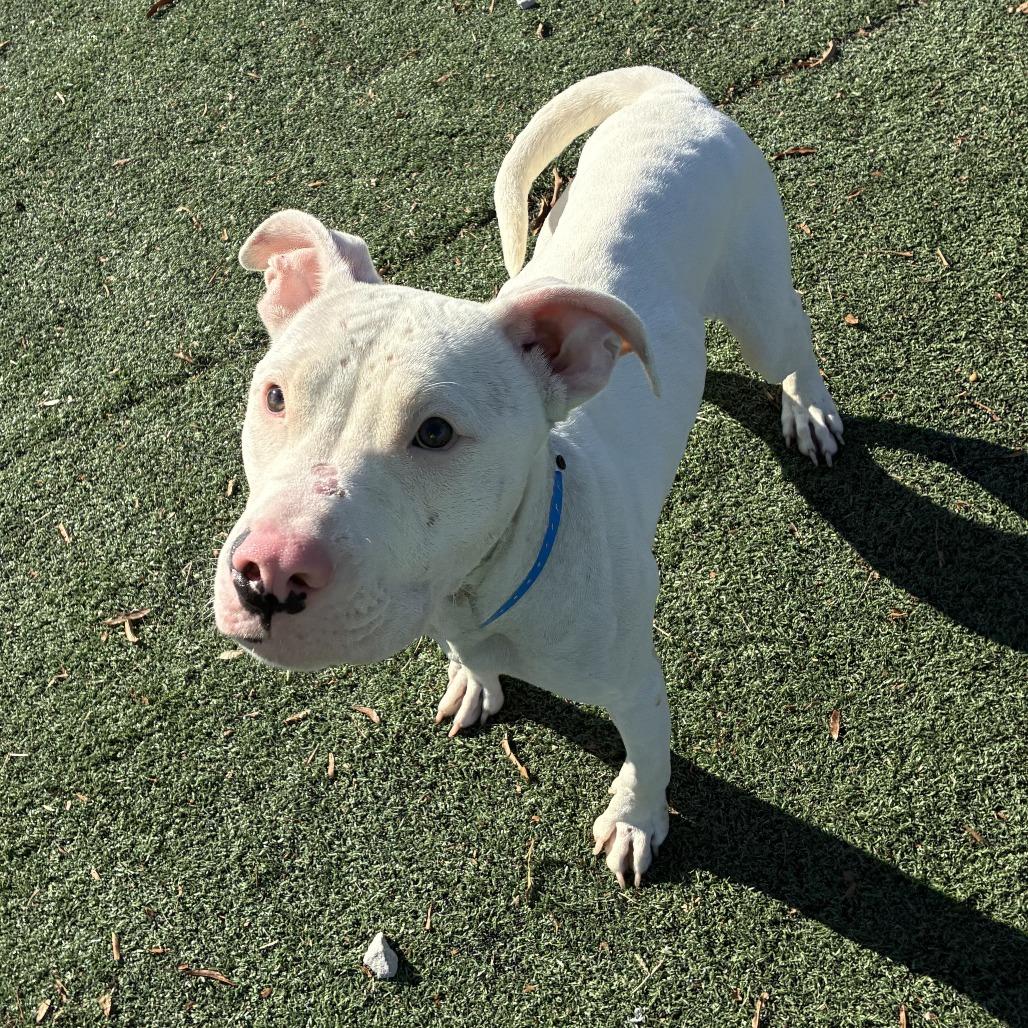 SANOTOS, Adoptable, Adult Male Mixed Breed.