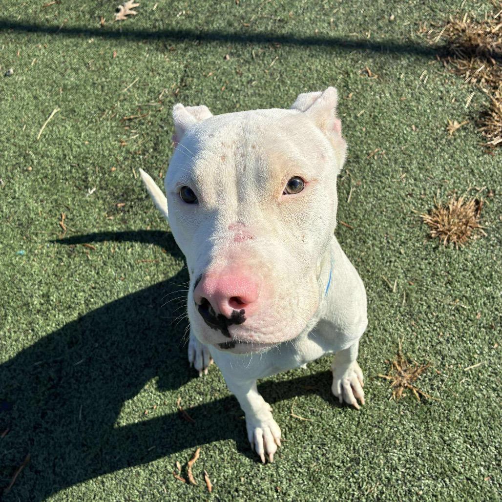 Enlarge SANOTOS, a Adoptable Mixed Breed in Gainesville, GA image 2/6