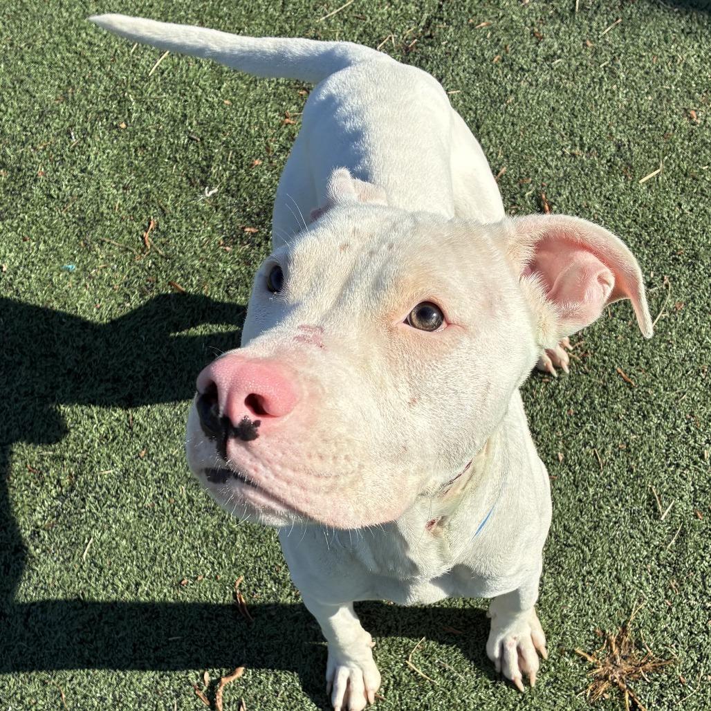 Enlarge SANOTOS, a Adoptable Mixed Breed in Gainesville, GA image 3/6