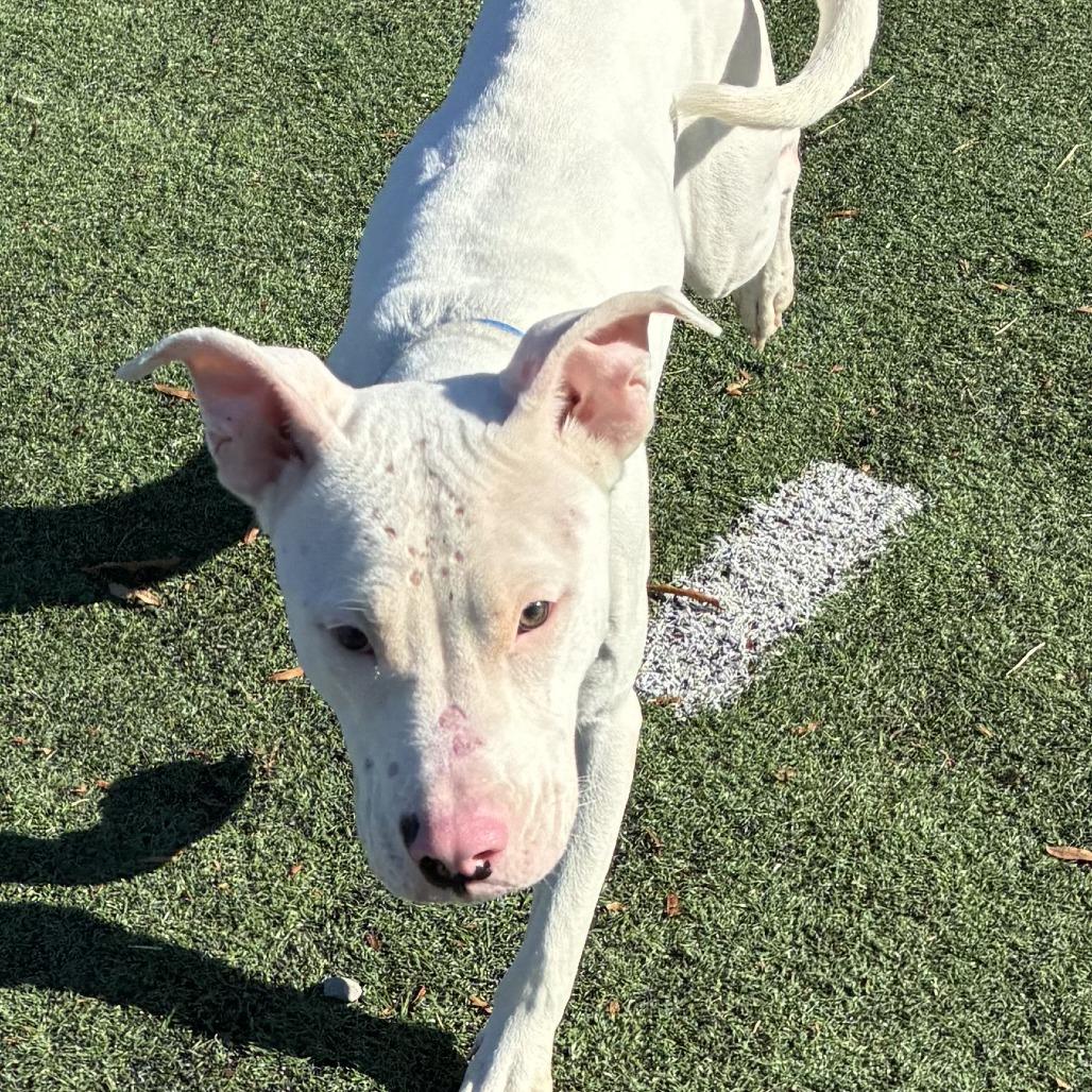 Enlarge SANOTOS, a Adoptable Mixed Breed in Gainesville, GA image 4/6