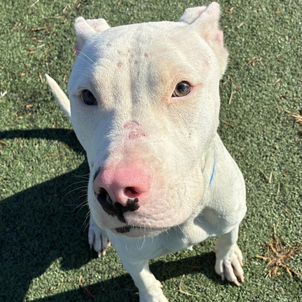 Enlarge SANOTOS, a Adoptable Mixed Breed in Gainesville, GA image 5/6