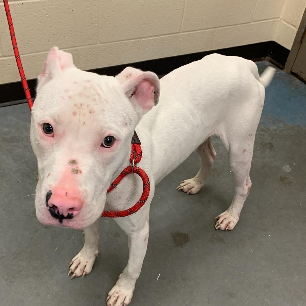 Enlarge SANOTOS, a Adoptable Mixed Breed in Gainesville, GA image 6/6