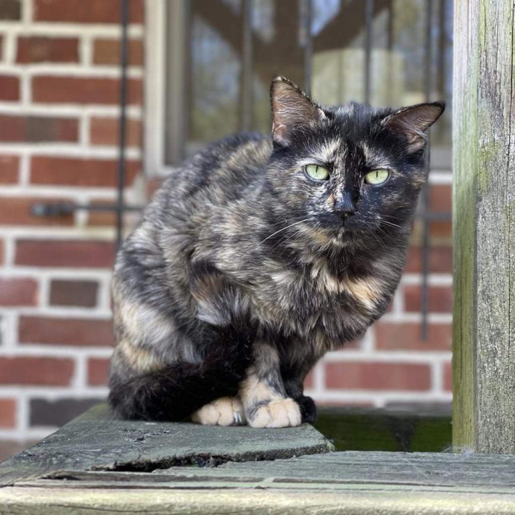 Esther, Adoptable, Senior Female Domestic Short Hair.