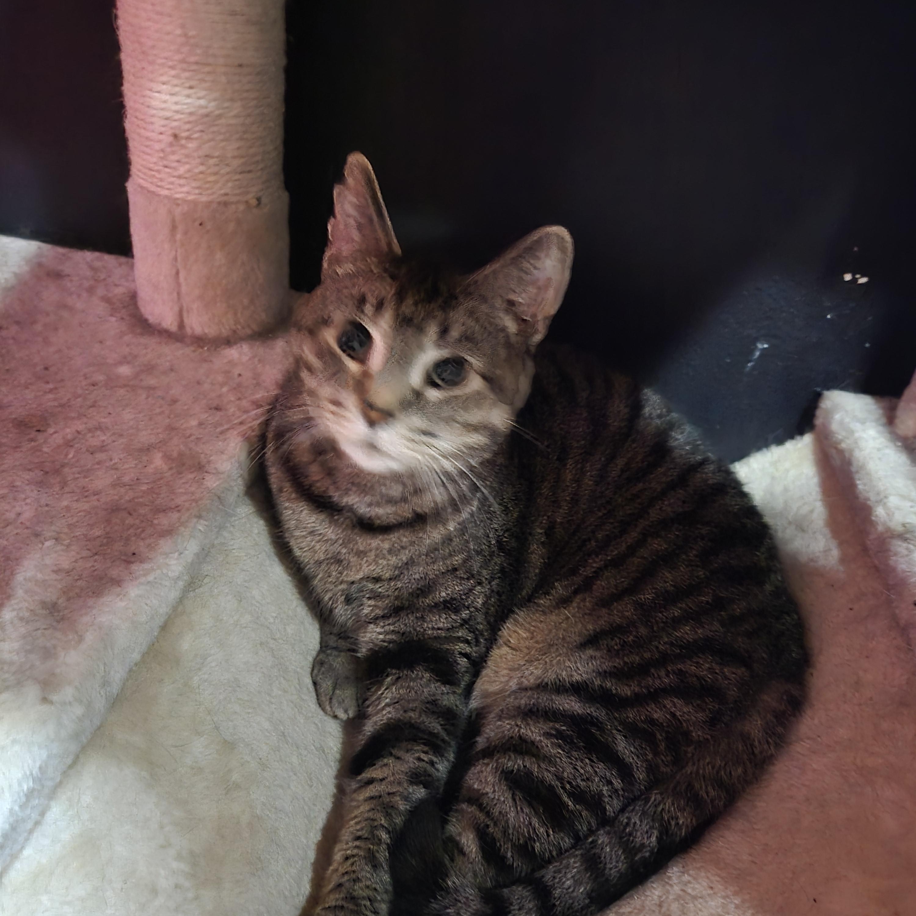 Hobbes, adopted, Young Male American Shorthair.