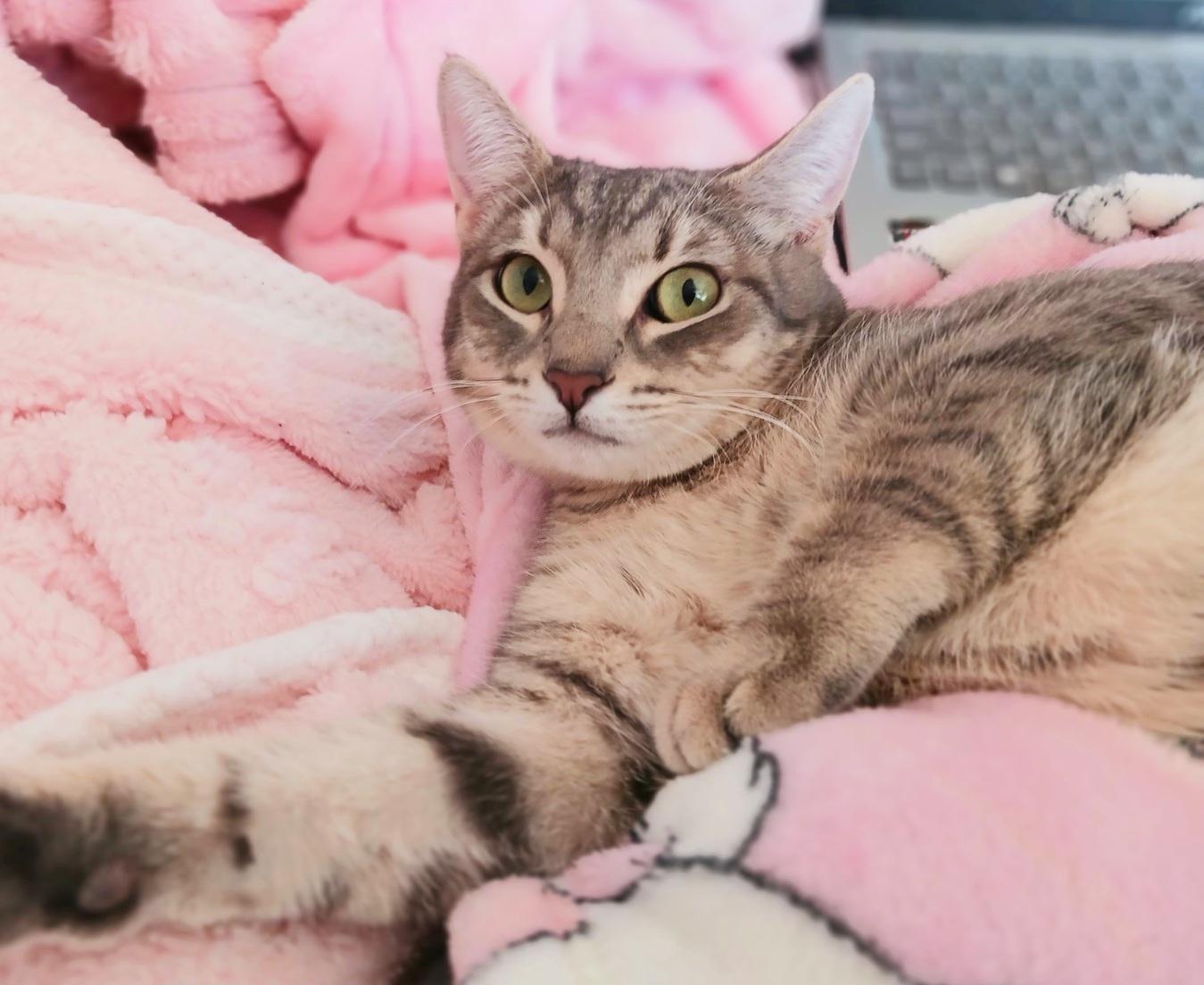 Josephine Lily Moonwhisker, ADOPTABLE, Kitten Female Bengal & Tabby.