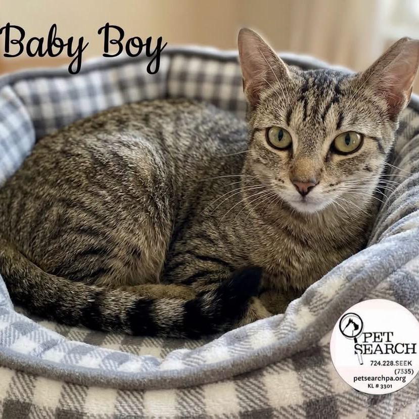 Baby Boy, Adoptable, Young Male Domestic Short Hair.